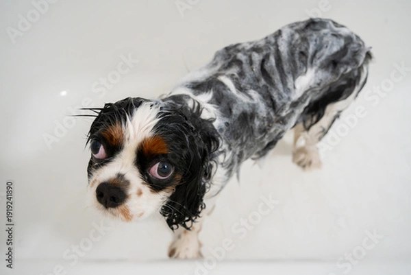 Obraz 汚れた犬の体をシャンプーできれいに洗い流す