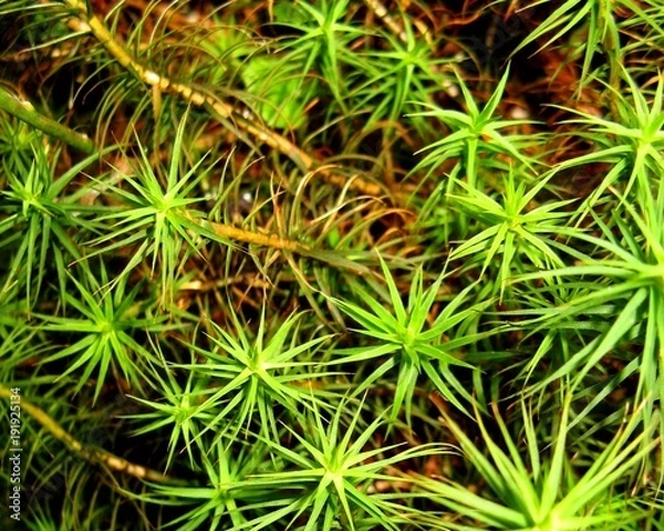 Obraz Small plants closeup