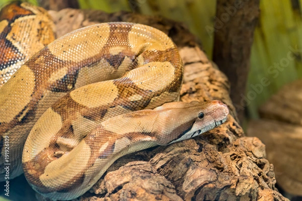 Fototapeta A poisonous snake is preparing to attack its prey.