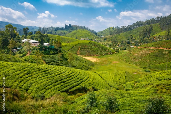Obraz Tea plantation in up country near to Ella, Sri Lanka