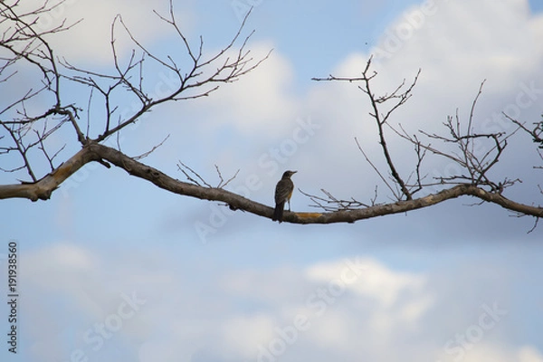 Obraz robin balanced on branch of tree