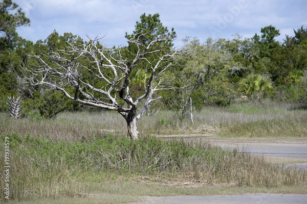 Obraz dead tree in desert field