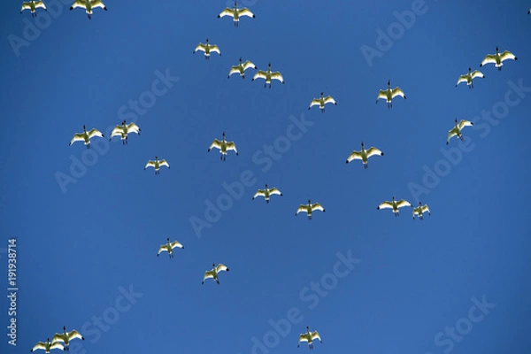 Obraz tons of birds flying overhead in the bright blue sky