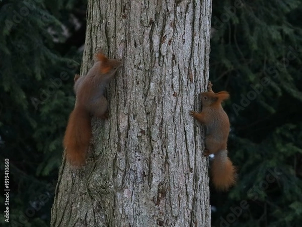 Obraz squirrel on a tree