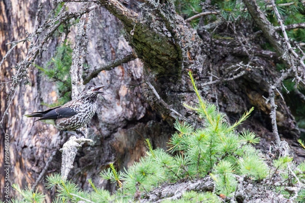 Obraz Spotted nutcracker sitting on a tree branch