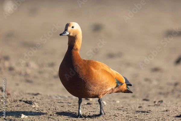 Obraz Ruddy shelducks stand close up