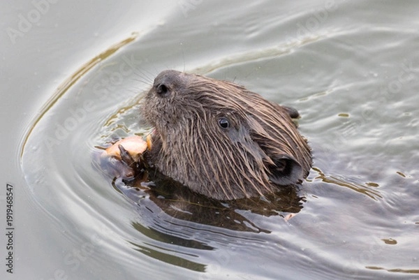Obraz River beaver eating grass close-up