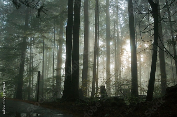 Obraz foggy forest