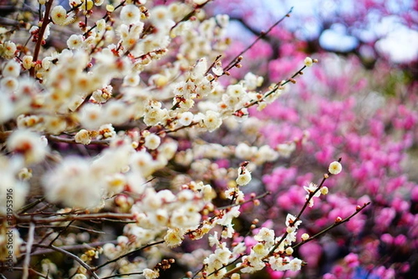 Obraz 京都北野天満宮の梅
