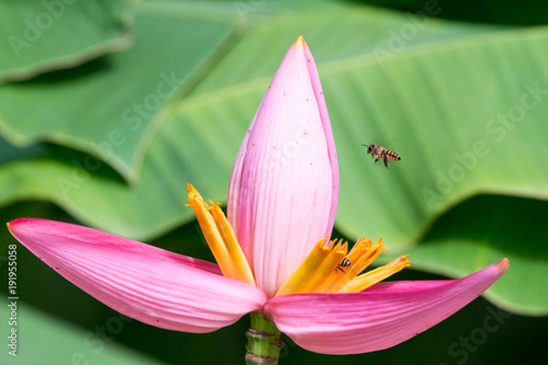 Obraz Bee and Pink Flowering banana with green blur background