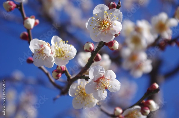 Fototapeta 梅の花、接写