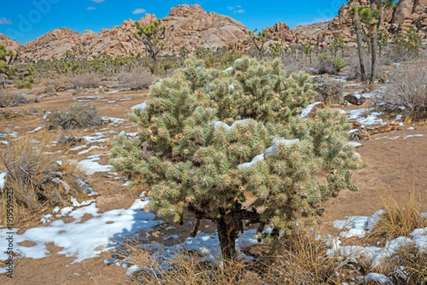Obraz Cholla Cactus in Unexpected Snow
