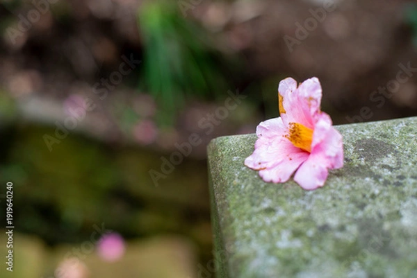 Obraz 鎌倉26216　杉本寺1　紅梅