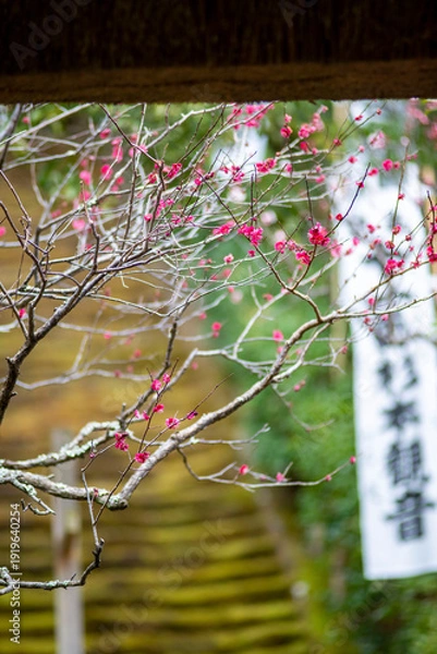 Obraz 鎌倉26216　杉本寺1　紅梅