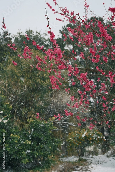 Obraz 吹雪く雪と梅の花