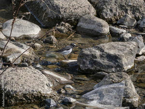 Obraz 川の岩場を歩くセグロセキレイ