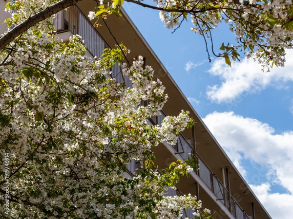 Obraz 公園に咲く桜と廃墟の団地