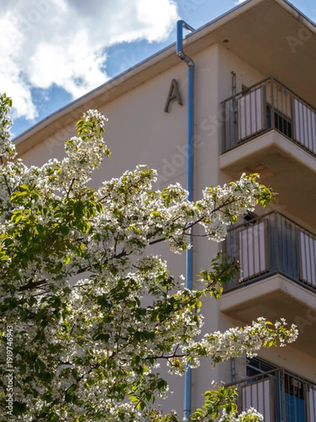 Obraz 公園に咲く桜と廃墟の団地