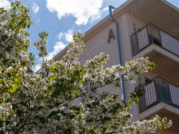 Obraz 公園に咲く桜と廃墟の団地