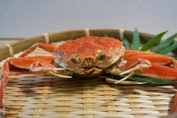 Obraz 兵庫県浜坂産セコガニのアップ