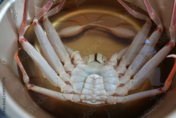 Obraz 丸ごと鍋に入れた浜坂産松葉ガニ