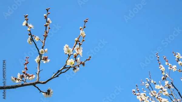 Obraz 青空と白梅