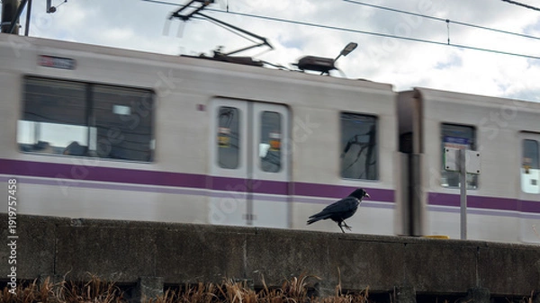 Obraz カラスと走る電車