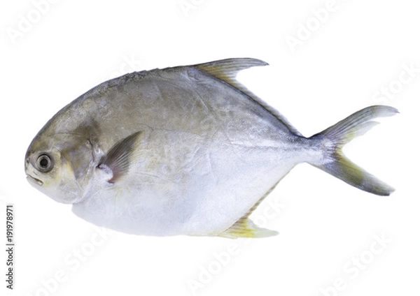 Fototapeta Golden pompano or golden pomrfet isolated on white background