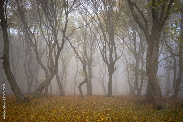 Fototapeta Amazing atmosphere in The Hoia Baciu forest, one of the most haunted forest in the world. It's very knowed for the unexplained phenomena.It was a beautiful foggy and colorful morning.