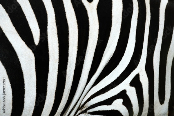 Obraz zebra,
