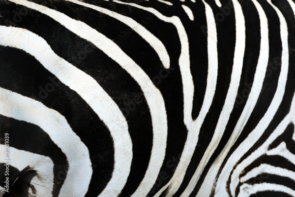 Obraz zebra,