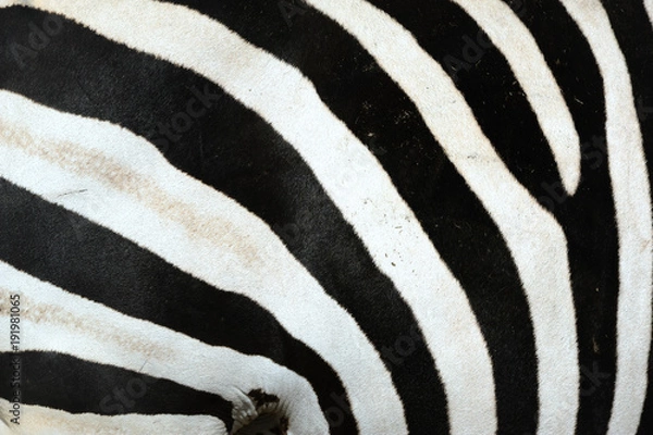 Obraz zebra,