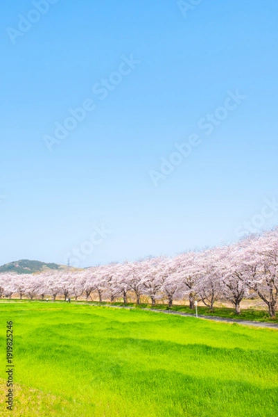 Obraz 都幾川桜堤