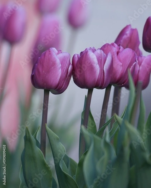 Obraz 美しい球根の花 チューリップ