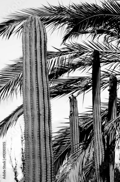 Fototapeta cactuses. black and white concept
