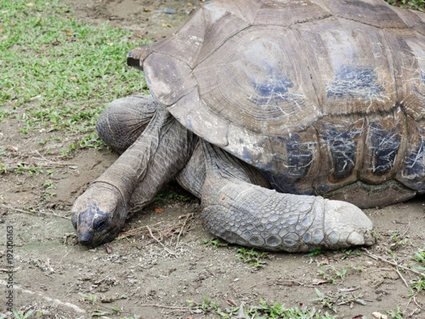 Fototapeta Long neck giant black tortoise trying to raise his head from the ground