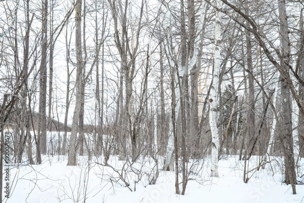 Obraz 雪景色の中の木々