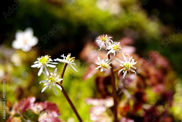 Obraz セリバオウレン