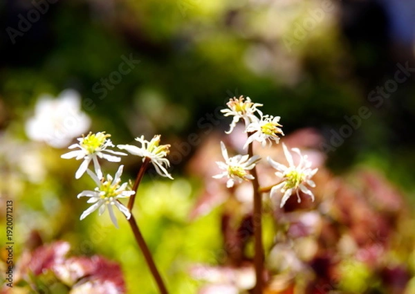 Obraz セリバオウレン