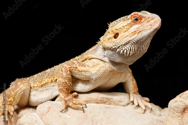 Obraz Bearded Dragon