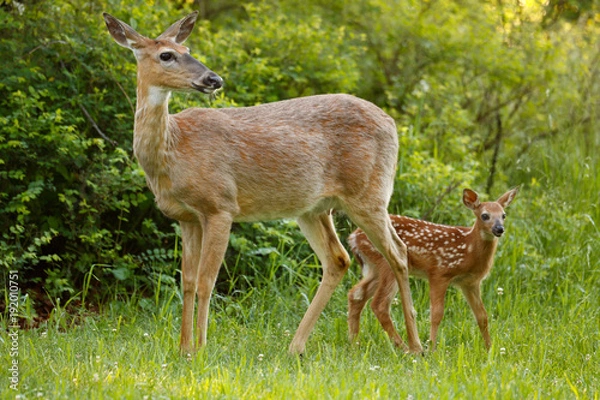 Obraz Jeleń z białym ogonem i jej płowym