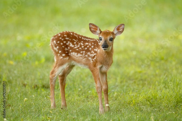 Obraz White-tailed Deer Fawn
