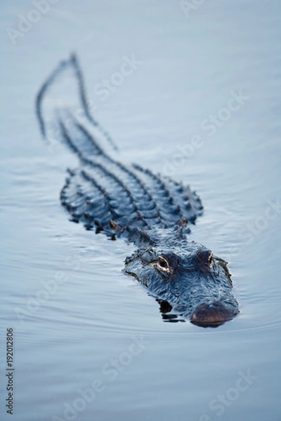 Obraz American Alligator