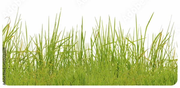 Obraz Brins d’herbes