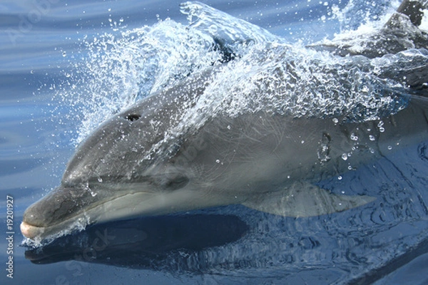 Obraz granville dolphin 3