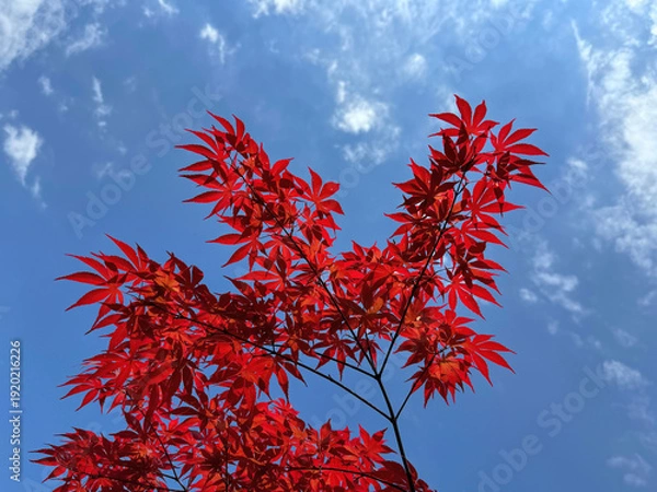 Obraz Red maple tree against sky.