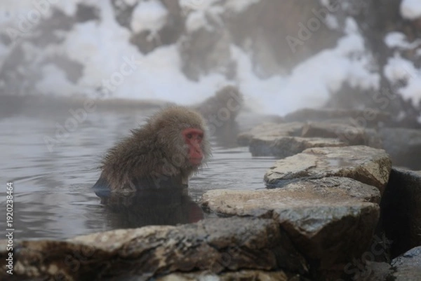 Obraz 地獄谷野猿公苑の猿
