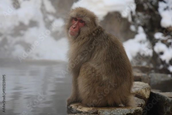 Obraz 地獄谷野猿公苑の猿
