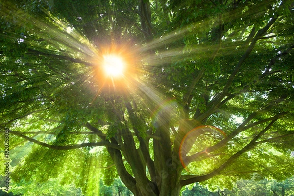 Fototapeta Green Tree sunlight