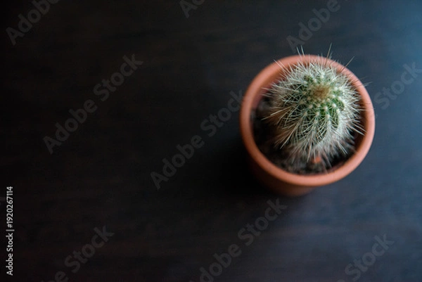 Obraz Minimalist cactus in soft natural window light